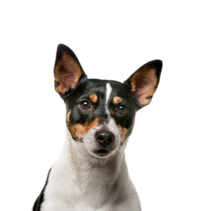 Petland Cleveland Rat Terrier