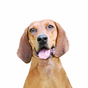Petland Cleveland Redbone Coonhound