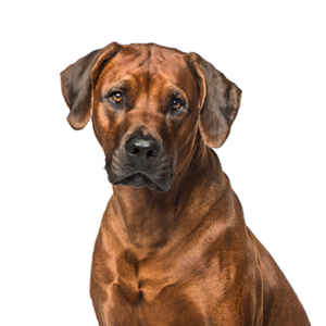 Petland Cleveland Rhodesian Ridgeback