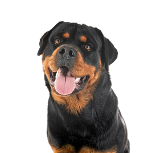 Petland Cleveland Rottweiler