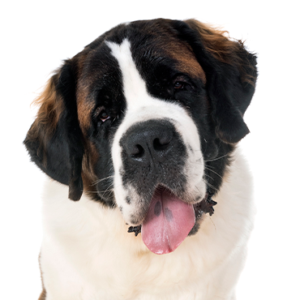 Petland Cleveland Saint Bernard