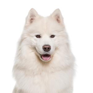 Petland Cleveland Samoyed