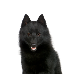 Petland Cleveland Schipperke