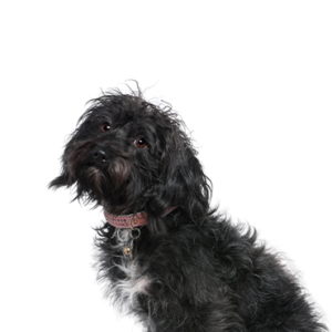 Petland Cleveland Schnoodle