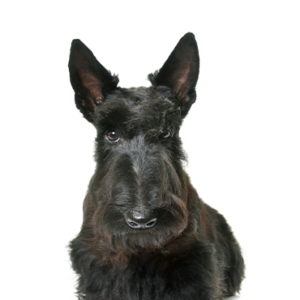 Petland Cleveland Scottish Terrier