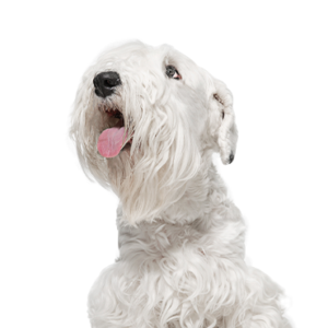 Petland Cleveland Sealyham Terrier