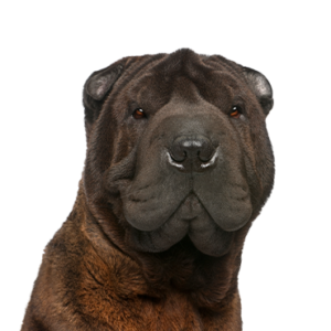 Petland Cleveland Shar-Pei