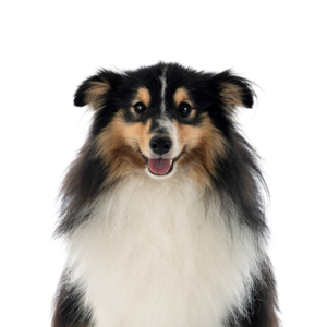 Petland Cleveland Shetland Sheepdog