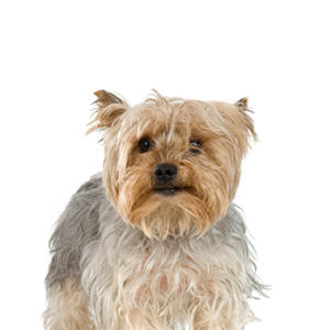 Petland Cleveland Silky Terrier