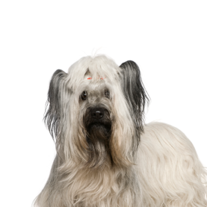 Petland Cleveland Skye Terrier