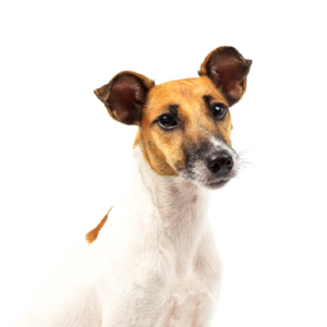 Petland Cleveland Smooth Fox Terrier