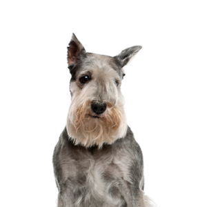 Petland Cleveland Standard Schnauzer