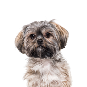 Petland Cleveland Teddy Bear