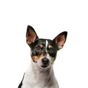 Petland Cleveland Toy Fox Terrier