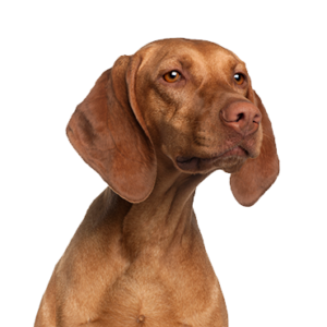 Petland Cleveland Vizsla