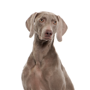 Petland Cleveland Weimaramer