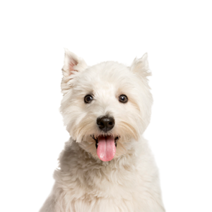 Petland Cleveland West Highland Terrier