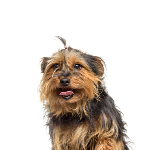Petland Cleveland Yorkie-Chon