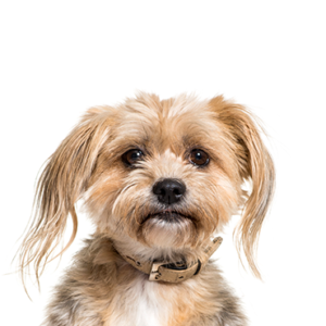 Petland Cleveland Yorkiepoo
