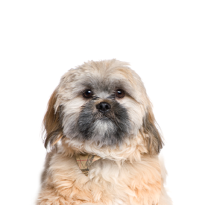 Petland Cleveland Cavachon
