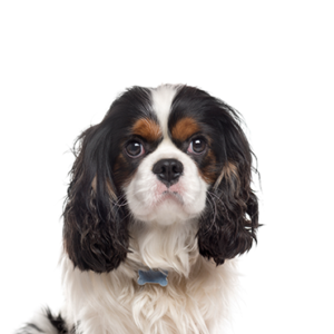Petland Cleveland Cavalier King Charles Spaniel