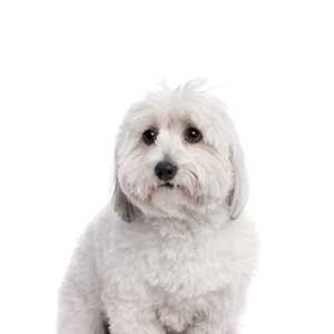 Petland Cleveland Coton De Tulear