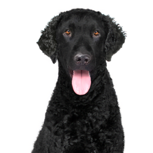 Petland Cleveland Curly-Coated Retriever