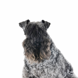 Petland Cleveland Kerry Blue Terrier