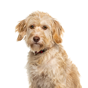 Petland Cleveland Labradoodle