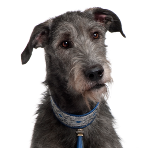 Petland Cleveland Scottish Deerhound