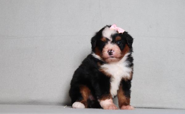 [#26132-06] Gillian - Tri-Colored F Bernedoodle Mini Puppies for Sale