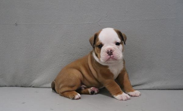 [#26143-04] Justice - Brown / White M English Bulldog  Puppies for Sale