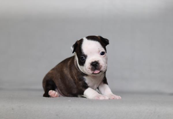 [#26146-03]  - Black / White F Boston Terrier Puppies for Sale