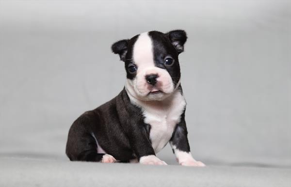 [#26146-05]  - Black / White F Boston Terrier Puppies for Sale