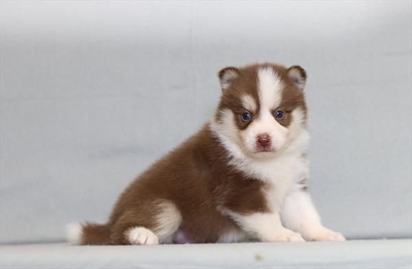 [#26161-05]  - Chocolate / White M Pomsky Puppies for Sale
