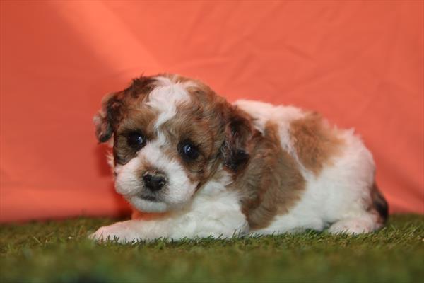 [#261213-03]  - Gray / White M Poodle Puppies for Sale