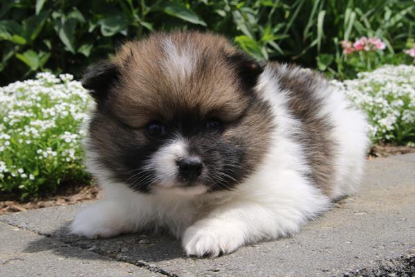 [#261091-01]  - Brown / White F Pomeranian Puppies for Sale