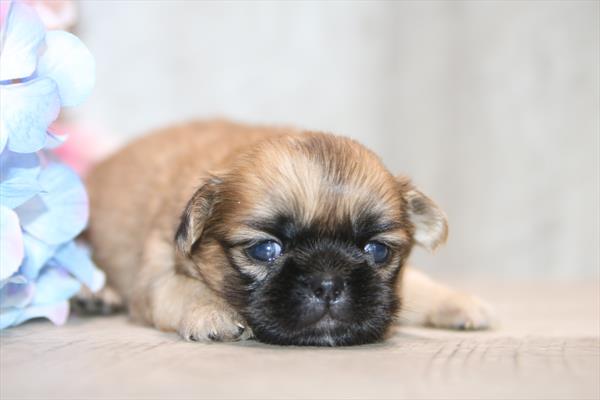 [#261335-01]  - Brown M Pekingese Puppies for Sale