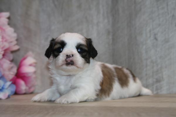 [#261333-04]  - Brown / White F Shih Tzu Puppies for Sale