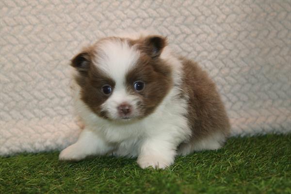 [#261281-01]  - Merle M Pomeranian Puppies for Sale