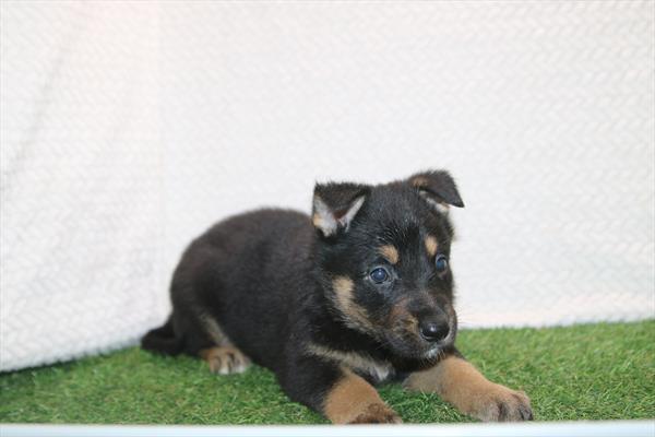 [#26201-07]  - Black / Tan F German Shepherd Dog Puppies for Sale