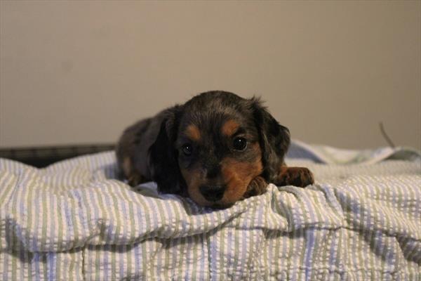 [#261469-02]  - Blue / Tan F Dachshund Puppies for Sale