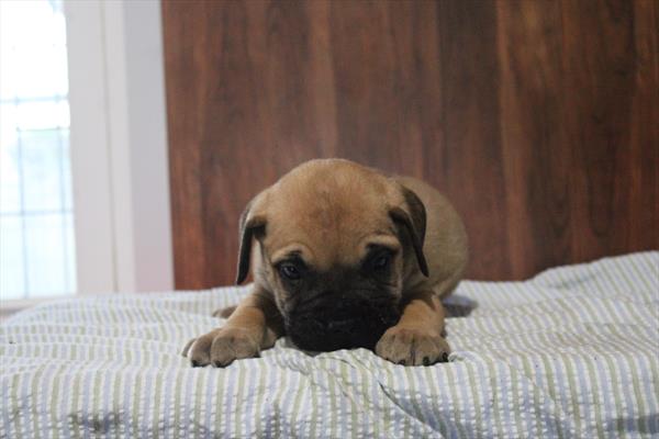 [#261618-07]  - Red Fawn F Bullmastiff Puppies for Sale