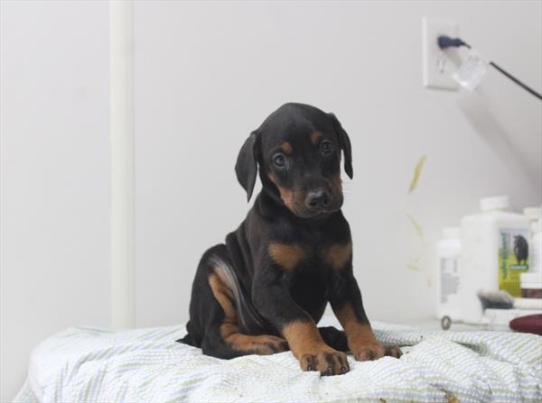 [#261405-09]  - Black / Rust F Doberman Pinscher Puppies for Sale