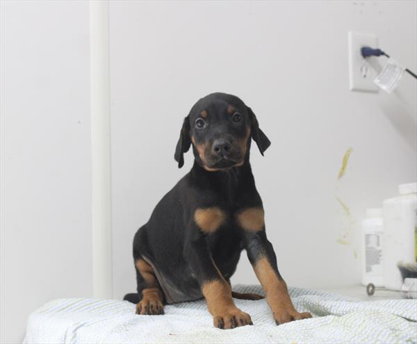 [#261405-10]  - Black / Rust F Doberman Pinscher Puppies for Sale