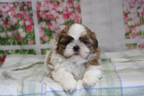 [#261534-03]  - Sable / White F Shih Tzu Puppies for Sale