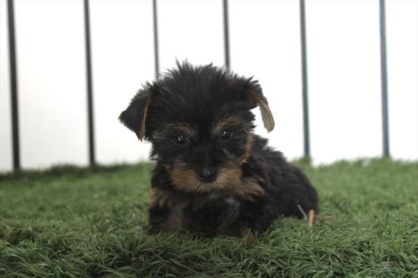 [#261658-04]  - Black / Tan F Yorkshire Terrier Puppies for Sale