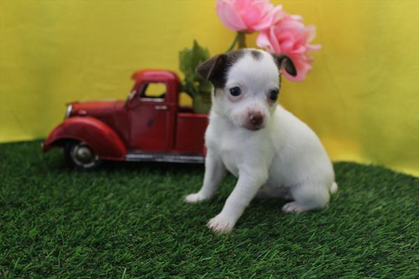 [#261309-05]  - Chocolate F Chihuahua Puppies for Sale