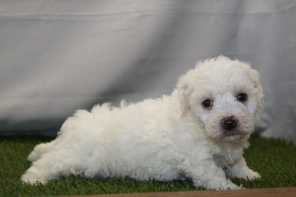 [#261242-02]  - White M Bichon Frise Puppies for Sale