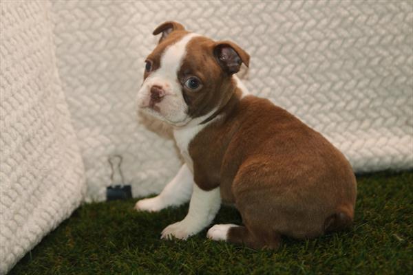 [#261389-03]  - Brown / White M Boston Terrier Puppies for Sale